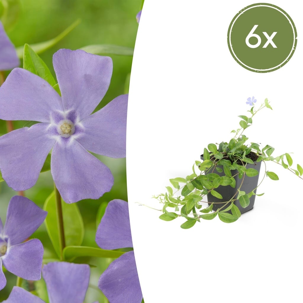 6x Vinca minor - ↕10-25cm - Ø9cm