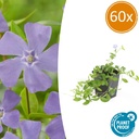 Immergrün 60er-Set (Vinca minor) – winterharter Bodendecker, Topf-Ø 9 cm, Höhe ca. 25 cm