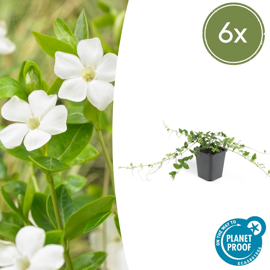 Immergrün 'Alba' 6er-Set (Vinca minor) – winterharter Bodendecker, Topf-Ø 9 cm, Höhe ca. 25 cm