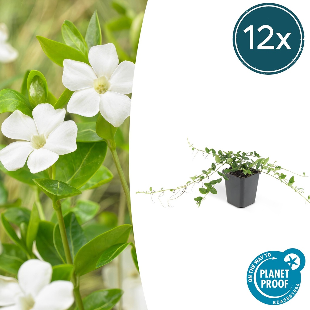 Immergrün 'Alba' 12er-Set (Vinca minor) – winterharter Bodendecker, Topf-Ø 9 cm, Höhe ca. 25 cm
