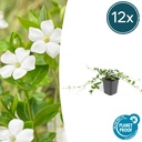 Immergrün 'Alba' 12er-Set (Vinca minor) – winterharter Bodendecker, Topf-Ø 9 cm, Höhe ca. 25 cm
