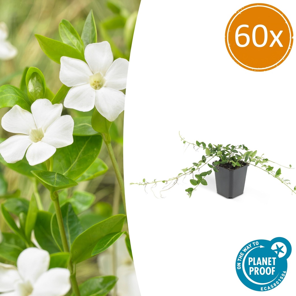 Immergrün 'Alba' 60er-Set (Vinca minor) – winterharter Bodendecker, Topf-Ø 9 cm, Höhe ca. 25 cm