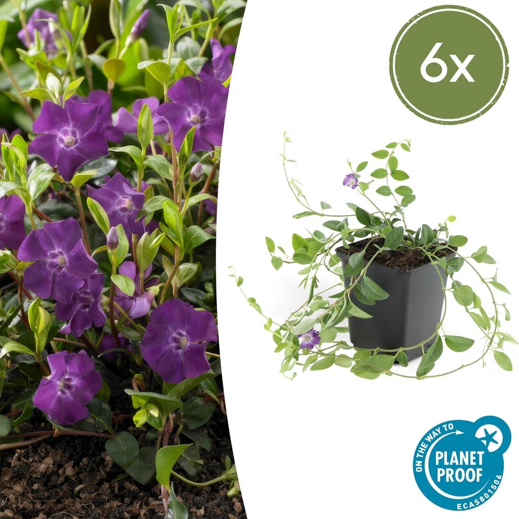 Immergrün 'Atropurpurea' 6er-Set (Vinca minor) – winterharter Bodendecker, Topf-Ø 9 cm, Höhe ca. 25 cm