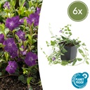Immergrün 'Atropurpurea' 6er-Set (Vinca minor) – winterharter Bodendecker, Topf-Ø 9 cm, Höhe ca. 25 cm