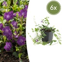 Immergrün 'Atropurpurea' 6er-Set (Vinca minor) – winterharter Bodendecker, Topf-Ø 9 cm, Höhe ca. 25 cm