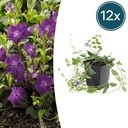 12x Vinca minor 'Atropurpurea' - ↕10-25cm - Ø9cm