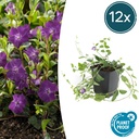 Immergrün 'Atropurpurea' 12er-Set (Vinca minor) – winterharter Bodendecker, Topf-Ø 9 cm, Höhe ca. 25 cm