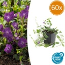 Immergrün 'Atropurpurea' 60er-Set (Vinca minor) – winterharter Bodendecker, Topf-Ø 9 cm, Höhe ca. 25 cm