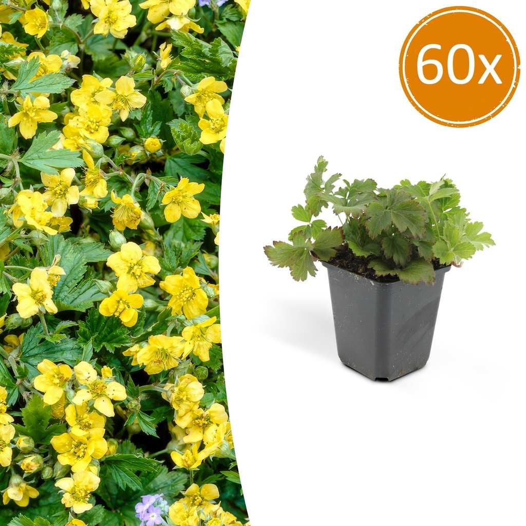 Golderdbeere 60er-Set (Waldsteinia ternata) – winterharter Bodendecker, Topf-Ø 9 cm, Höhe ca. 25 cm