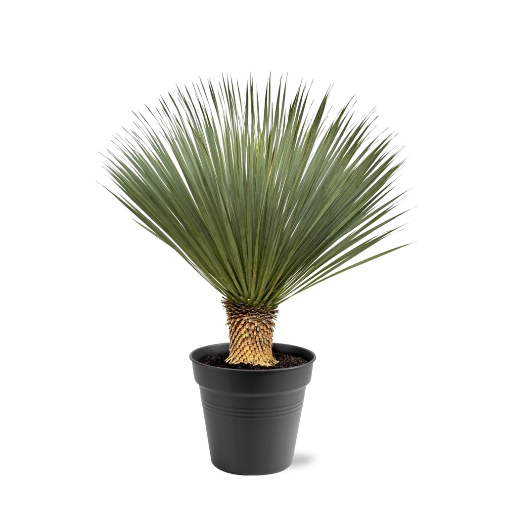 Blaue Palmlilie (Yucca rostrata) – pflegeleichte Zimmerpflanze, Höhe ca. 120 cm