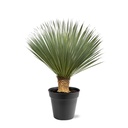 Blaue Palmlilie (Yucca rostrata) – pflegeleichte Zimmerpflanze, Höhe ca. 120 cm
