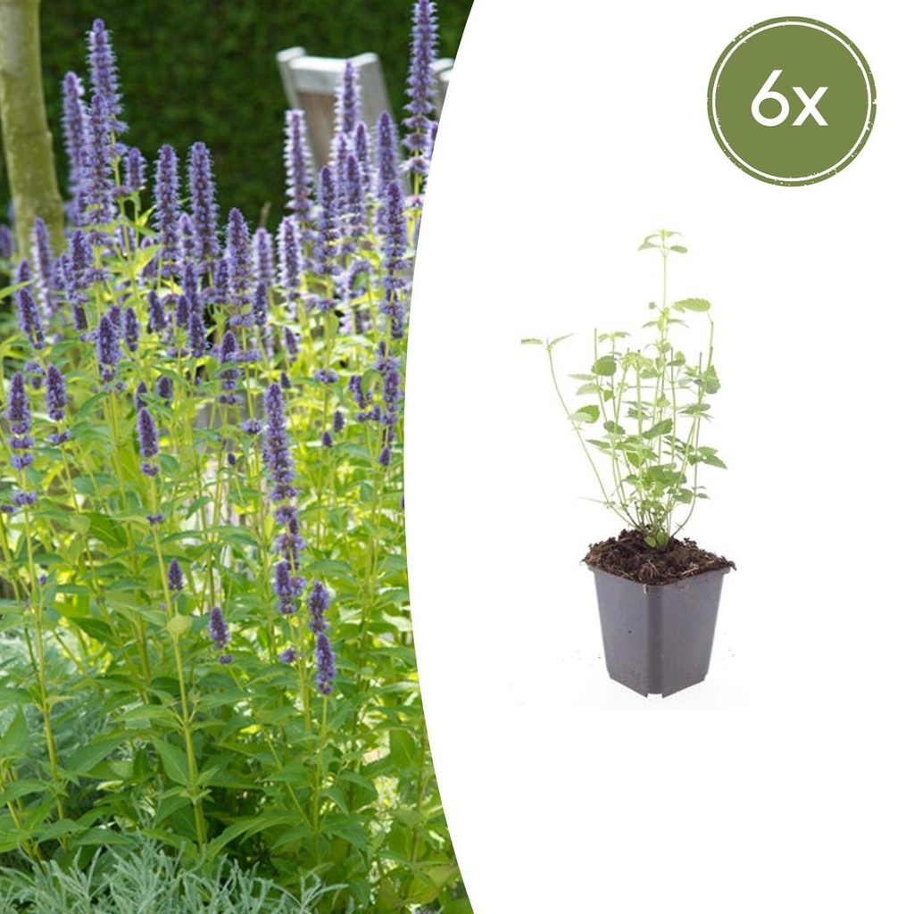 6x Agastache 'Schwarz Natter' - ↕10-25cm - Ø9cm