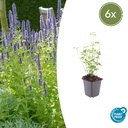 6x Agastache 'Schwarz Natter' - ↕10-25cm - Ø9cm