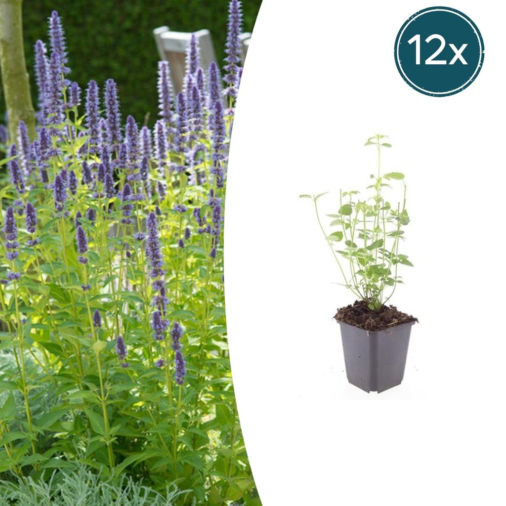 Duftnessel 'Black Adder' 12er-Set (Agastache) – winterharte Staude, Topf-Ø 9 cm, Höhe ca. 10–25 cm