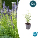 Duftnessel 'Schwarze Viper' 12er-Set (Agastache foeniculum) – winterharte Staude, Topf-Ø 9 cm, Höhe ca. 25 cm