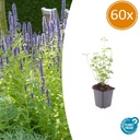 60x Agastache 'Schwarze Natter' - ↕10-25cm - Ø9cm
