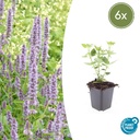 Duftnessel 'Blau Glück' 6er-Set (Agastache foeniculum) – winterharte Staude, Topf-Ø 9 cm, Höhe ca. 25 cm