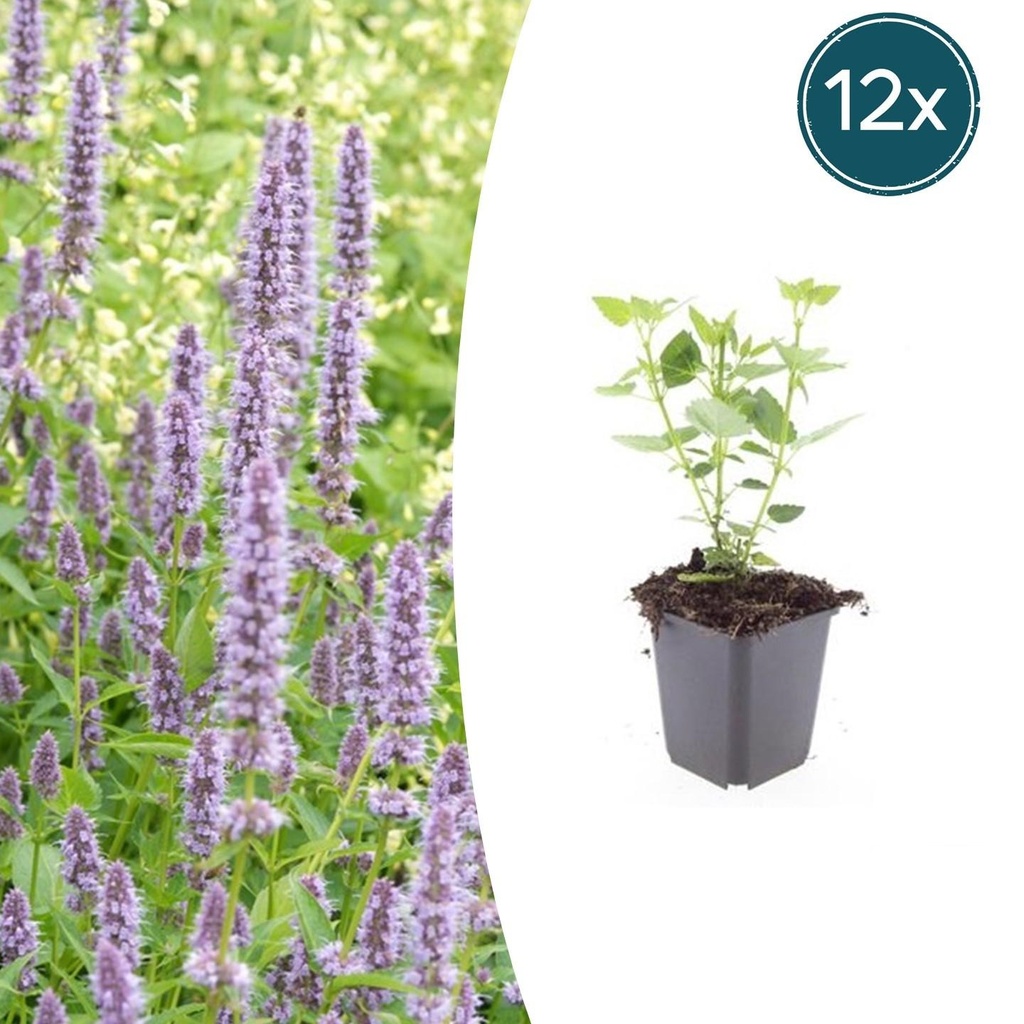 12x Agastache 'Blau Glück' - ↕10-25cm - Ø9cm