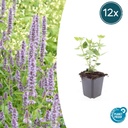 Duftnessel 'Blau Glück' 12er-Set (Agastache foeniculum) – winterharte Staude, Topf-Ø 9 cm, Höhe ca. 25 cm