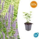 Duftnessel 'Blaues Glück' 60er-Set (Agastache foeniculum) – winterharte Staude, Topf-Ø 9 cm, Höhe ca. 25 cm