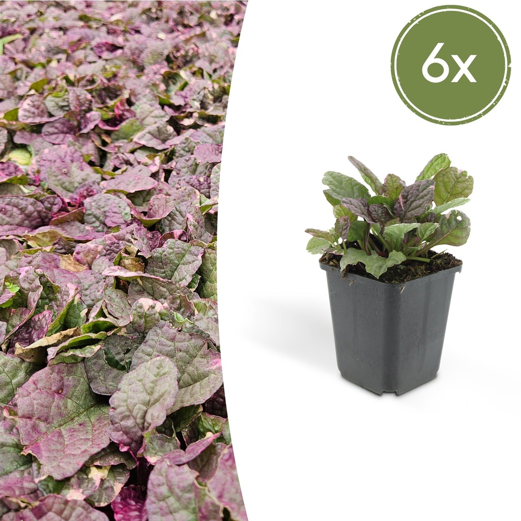 Kriechender Günsel 'Burgundy Glow' 6er-Set (Ajuga reptans) – winterharte Bodendecker-Staude, Topf-Ø 9 cm, Höhe ca. 25 cm
