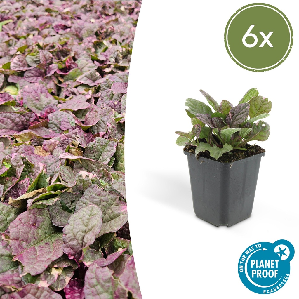 Kriechender Günsel 'Burgundy Glow' 6er-Set (Ajuga reptans) – winterharte Bodendecker-Staude, Topf-Ø 9 cm, Höhe ca. 25 cm