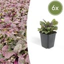 Kriechender Günsel 'Burgundy Glow' 6er-Set (Ajuga reptans) – winterharte Bodendecker-Staude, Topf-Ø 9 cm, Höhe ca. 25 cm