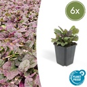 Kriechender Günsel 'Burgundy Glow' 6er-Set (Ajuga reptans) – winterharte Bodendecker-Staude, Topf-Ø 9 cm, Höhe ca. 25 cm