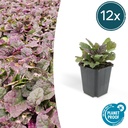 Kriechender Günsel 'Burgundy Glow' 12er-Set (Ajuga reptans) – winterharte Bodendecker-Staude, Topf-Ø 9 cm, Höhe ca. 25 cm