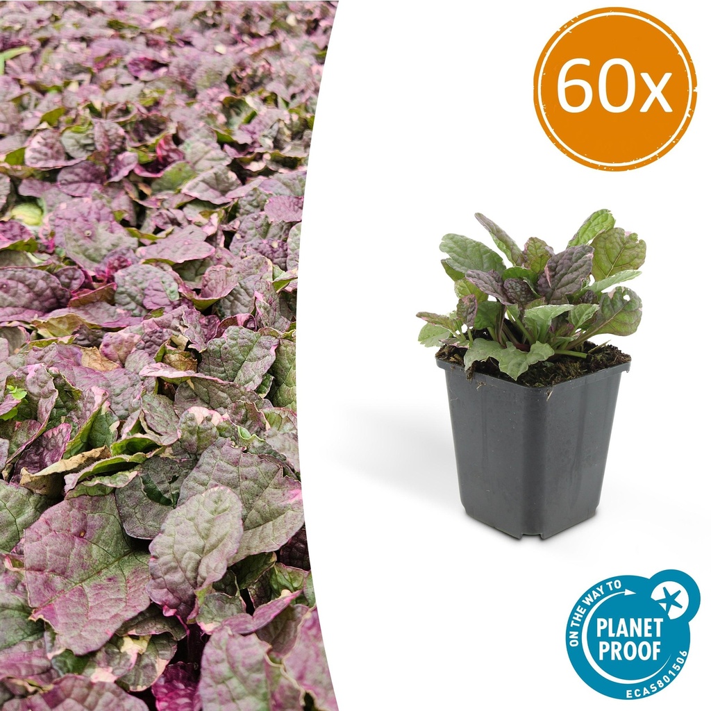 Kriechender Günsel 'Burgundy Glow' 60er-Set (Ajuga reptans) – winterharte Bodendecker-Staude, Topf-Ø 9 cm, Höhe ca. 25 cm