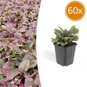 60x Ajuga reptans 'Burgundy Glow' - ↕10-25cm - Ø9cm