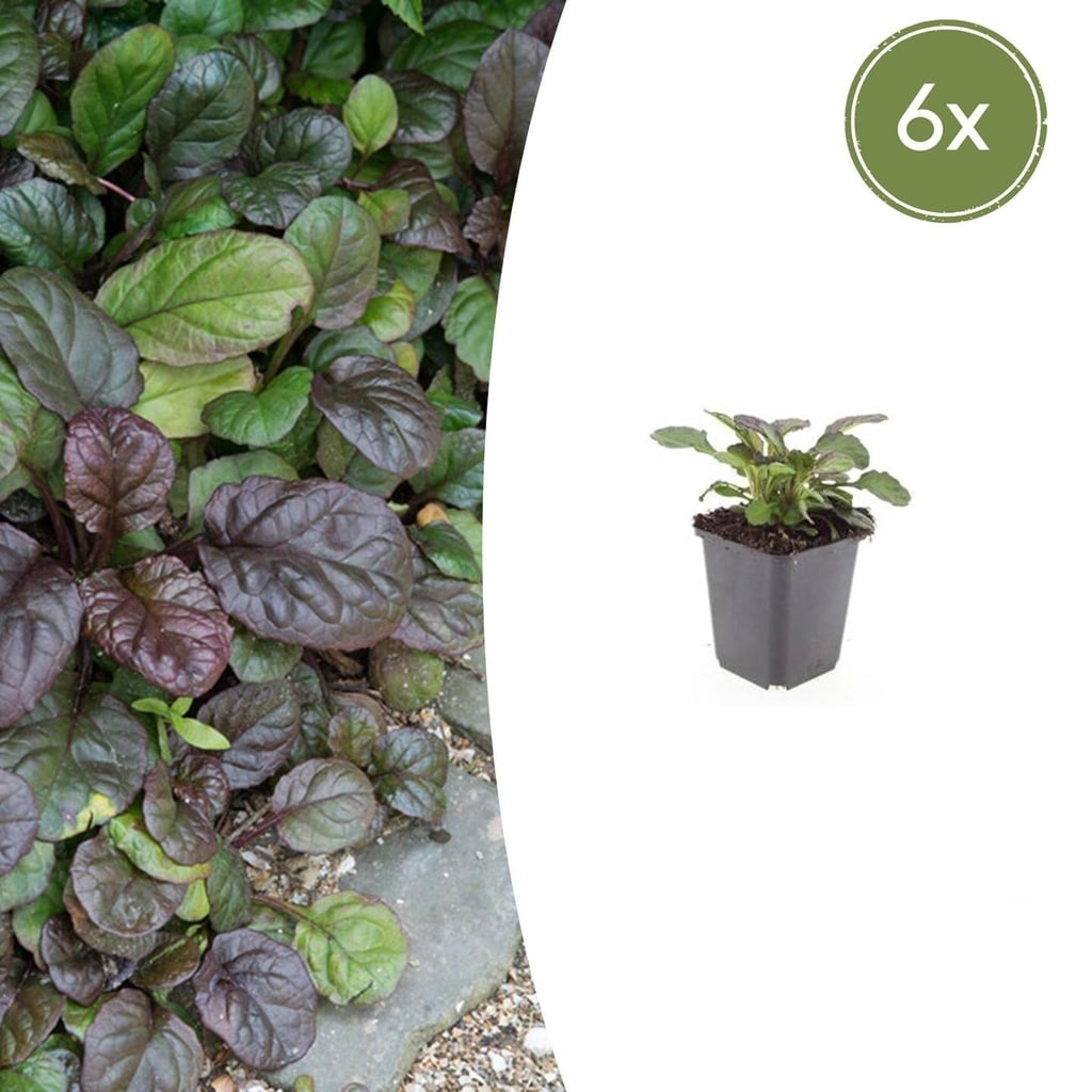 6x Ajuga reptans 'Catlin's Giant's Riese' - ↕10-25cm - Ø9cm