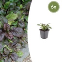 6x Ajuga reptans 'Catlin's Giant's Riese' - ↕10-25cm - Ø9cm