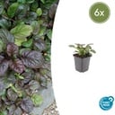 Kriechender Günsel 'Catlin' 6er-Set (Ajuga reptans) – winterharte Bodendecker-Staude, Topf-Ø 9 cm, Höhe ca. 25 cm