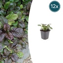 Teppich-Günsel 'Catlin's Giant' (Ajuga reptans) – wintergrüner Bodendecker, 12 Pflanzen, Topf-Ø 9 cm, Höhe ca. 15 cm