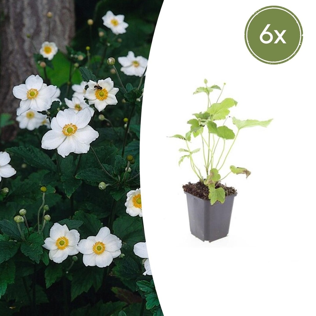 6x Anemone hyb. 'Honorine Jobert' - ↕10-25cm - Ø9cm
