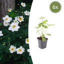 6x Anemone hyb. 'Honorine Jobert' - ↕10-25cm - Ø9cm