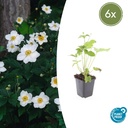 Herbst-Anemone 'Honorine Jobert' 6er-Set (Anemone hyb.) – winterharte Staude, Topf-Ø 9 cm, Höhe ca. 25 cm