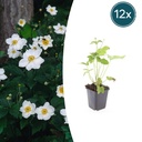 Weiße Herbst-Anemone 'Honorine Jobert' (Anemone hybrida) – winterharte Staude, 12 Pflanzen, Topf-Ø 9 cm, Höhe ca. 15 cm