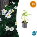 Herbst-Anemone 'Honorine Jobert' 60er-Set (Anemone hyb.) – winterharte Staude, Topf-Ø 9 cm, Höhe ca. 25 cm
