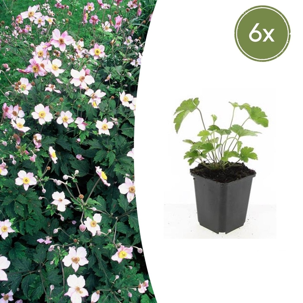 6x Anemone tom. 'Robustissima' - ↕10-25cm - Ø9cm