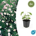 Filzige Herbst-Anemone 'Robustissima' 6er-Set (Anemone tom.) – winterharte Staude, Topf-Ø 9 cm, Höhe ca. 25 cm