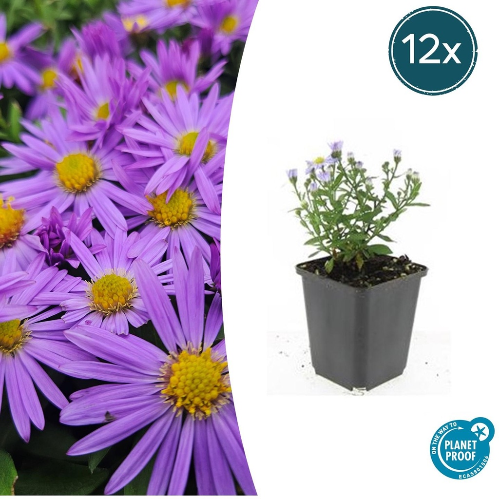 Aster 'Prof. Anton Kippenberg' 12er-Set (Aster ageratoides) – winterharte Staude, Topf-Ø 9 cm, Höhe ca. 25 cm