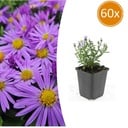 60x Aster (D) 'Prof. Anton Kippenberg' - ↕10-25cm - Ø9cm