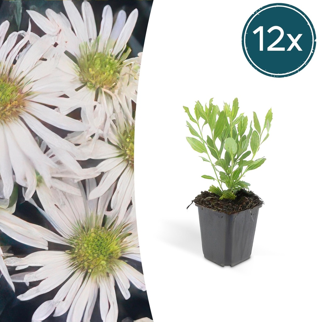 12x Aster ageratoides 'Ashvi' - ↕10-25cm - Ø9cm