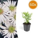 60x Aster ageratoides 'Ashvi' - ↕10-25cm - Ø9cm