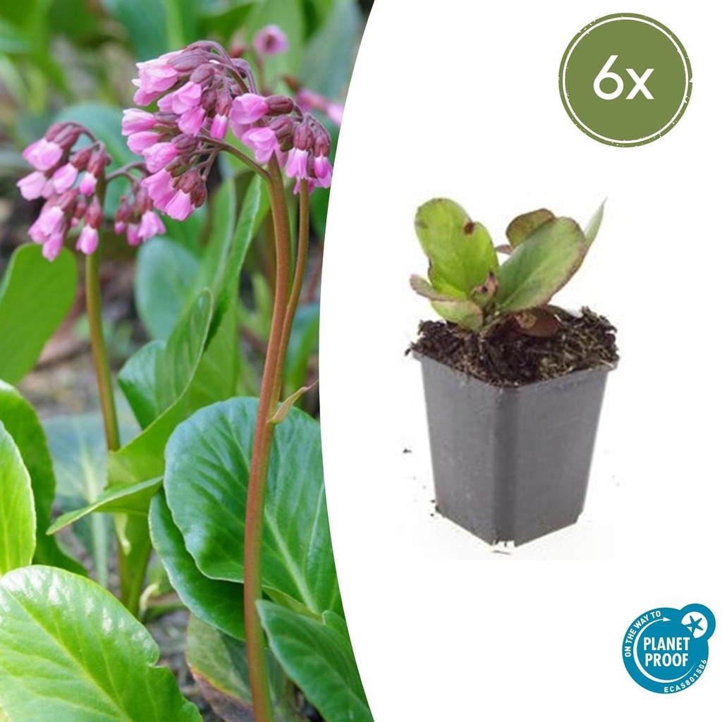 Herzblatt-Bergenie 'Herbstblüte' 6er-Set (Bergenia cordifolia) – winterharte Staude, Topf-Ø 9 cm, Höhe ca. 25 cm