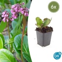 Herzblatt-Bergenie 'Herbstblüte' 6er-Set (Bergenia cordifolia) – winterharte Staude, Topf-Ø 9 cm, Höhe ca. 25 cm