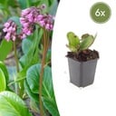 Herzblatt-Bergenie 'Herbstblüte' 6er-Set (Bergenia cordifolia) – winterharte Staude, Topf-Ø 9 cm, Höhe ca. 25 cm
