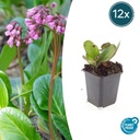 Bergenie 'Herbstblüte' 12er-Set (Bergenia cordifolia) – winterharte Staude, Topf-Ø 9 cm, Höhe ca. 25 cm